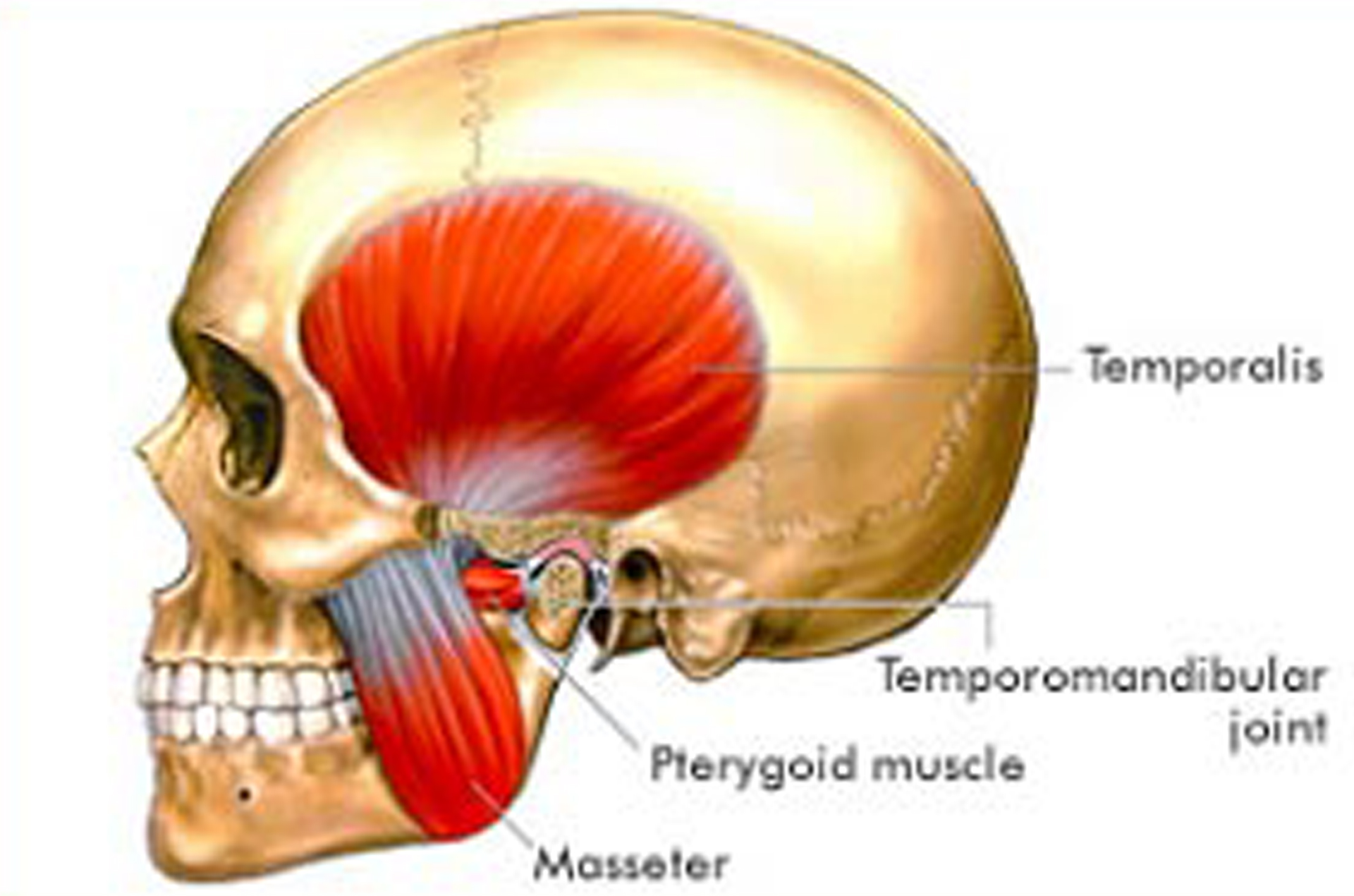 What Is Tmj Hutto Hippo