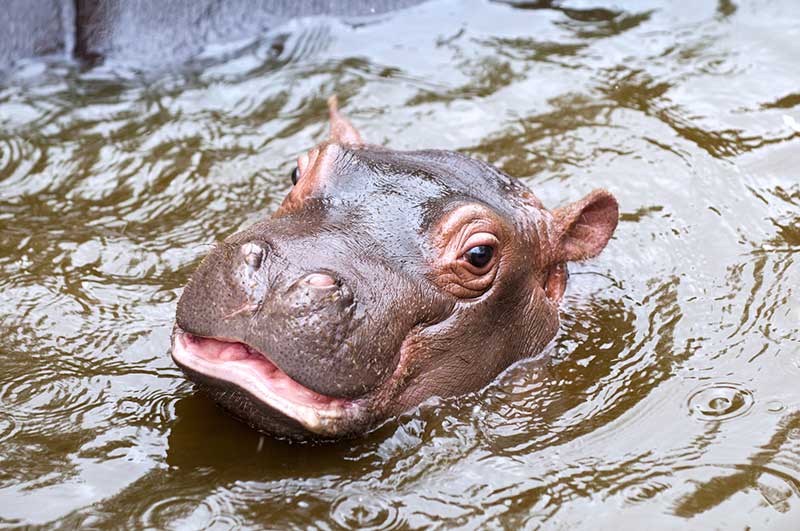 Hutto-hippo