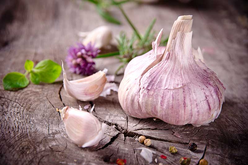Garlic for oral health